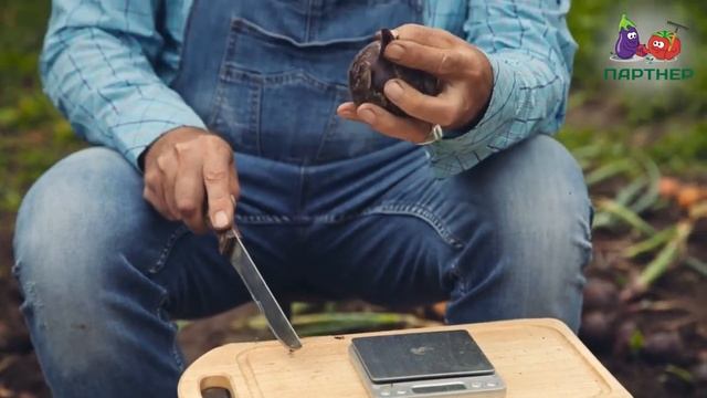 ЛУК РЕПЧАТЫЙ РЕД БАРОН смотреть онлайн