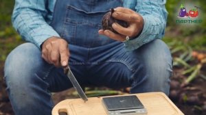 ЛУК РЕПЧАТЫЙ РЕД БАРОН