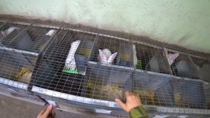 МАТОЧНАЯ КЛЕТКА ДЛЯ КРОЛИКОВ, ОТКОРМОЧНАЯ, РЕМОНТНАЯ! РАЗМЕРЫ ВСЕХ КЛЕТОК.