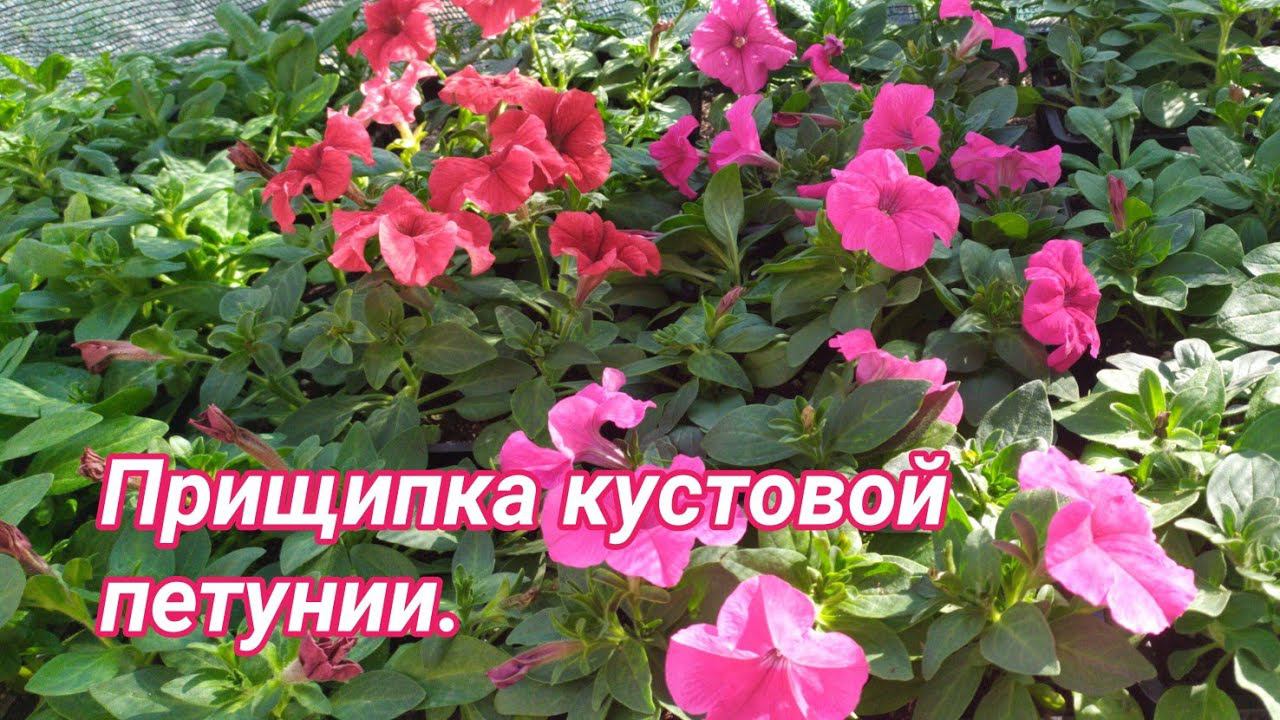 Прищипка кустовой петунии. Нужна или нет? Зацвела "Лавандовое небо". смотреть онлайн