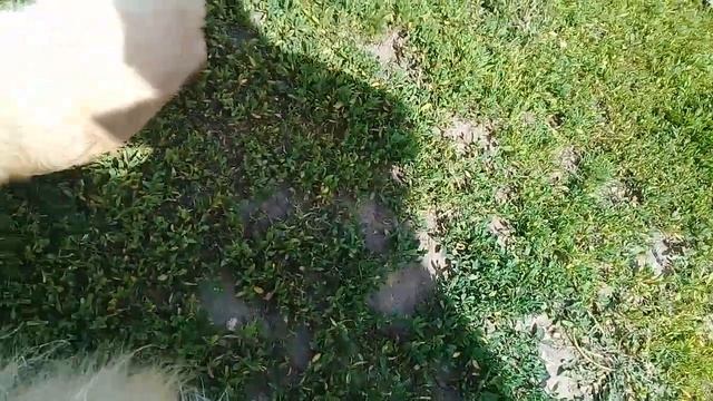 Пёс Тотоша знакомится с Цезарем, щеночком корги, милейшим очарованием нашего собачьего дня???? смотреть онлайн