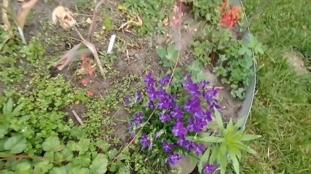 Обзор дачного участка в конце весны смотреть онлайн