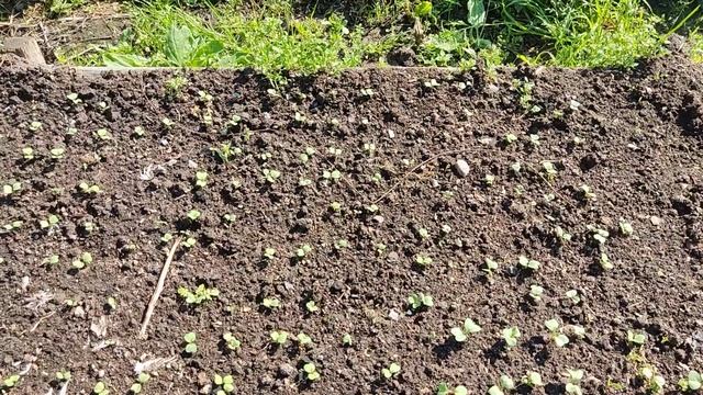 Всходы редиски посаженной 10.08.2022. Ленинградской Ленинградская обл 16.08.2022