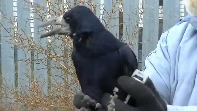 Спасенный грач смотреть онлайн