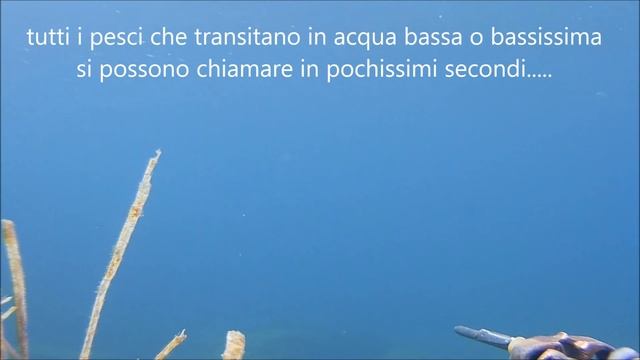 pesca sub ,chiamare il pesce è possibile in acqua bassissima?.... смотреть онлайн
