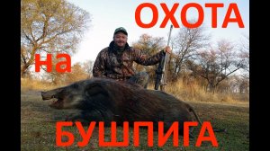 Охота на бушпига ночью в  ЮАР. Orsis 300WSM, IWT MK2
