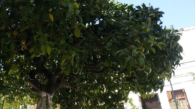 Крит Crete Монастырь Агаратос Κρήτη Μονή Agaratu Σταφύλια Виноградный край. смотреть онлайн