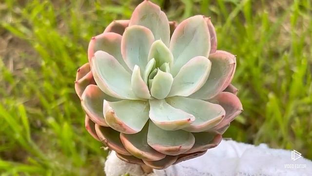 Echeveria ‘Pink Vera’ Variegated