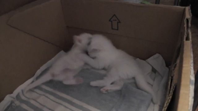 Котятам 3,5 недели. Играют. смотреть онлайн