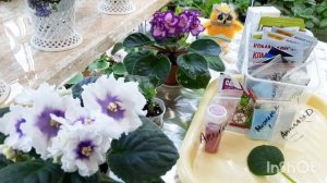 Самые эффективные препараты для обработки фиалок, новинок, от клещей и паразитов.