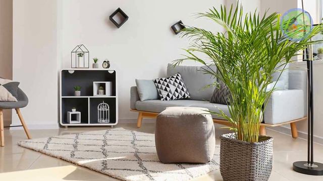 Perfect indoor plants for bedroom | Bedroom plants that will improve your health смотреть онлайн