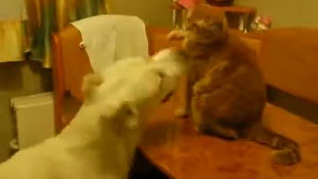 алабай против кота смотреть онлайн