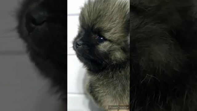 Супер mini pomeranian (померанский шпиц) смотреть онлайн