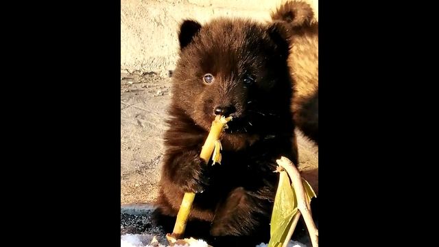 Мужчина нашёл в лесу животное, которое принял за медведя, но cпустя время он был шокирован... смотреть онлайн