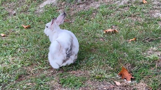 КАЛИНИНГРАД. АМАЛИЕНАУ. ФОРТ ДЁНХОФФ. МАДАМ БУШЕ смотреть онлайн