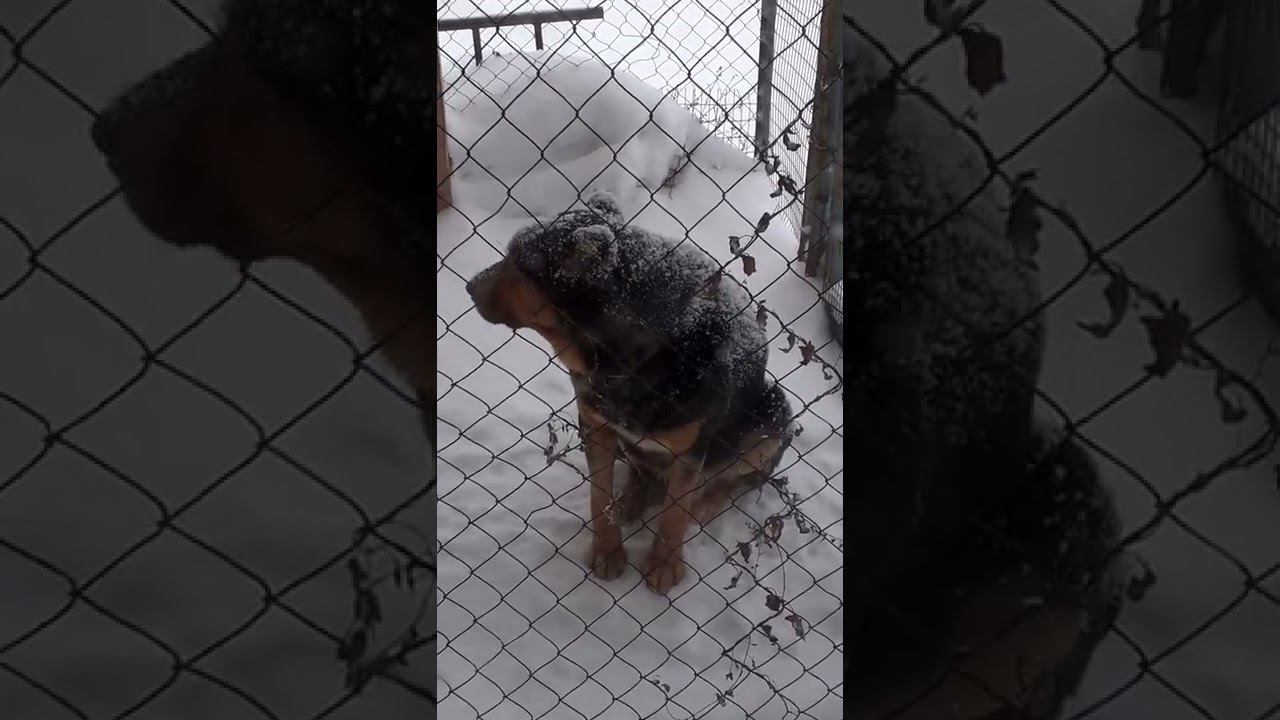 верный пес..... смотреть онлайн