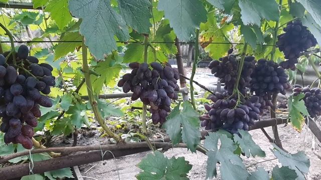 Виноград Ультраранний ТОП 5 смотреть онлайн