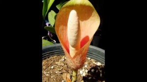 Аморфофаллус (Amorphophallus)-Любимые цветы и растения