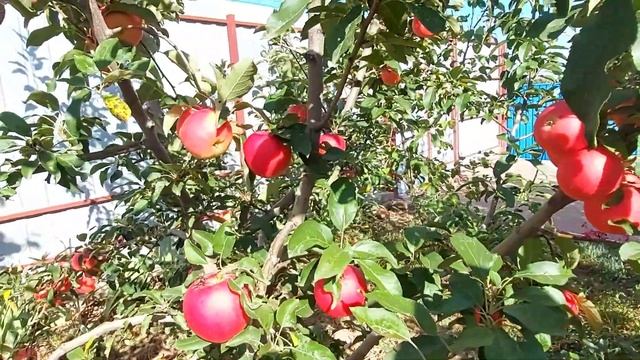Яблоня "Гала Маст" в нашем саду.?? смотреть онлайн