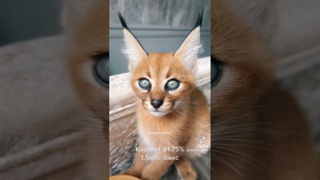 Каракет F1 от 2 до 8 месяцев #каракет#caracat#cat#cats#caracal смотреть онлайн