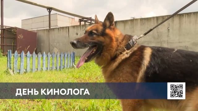 День кинолога смотреть онлайн