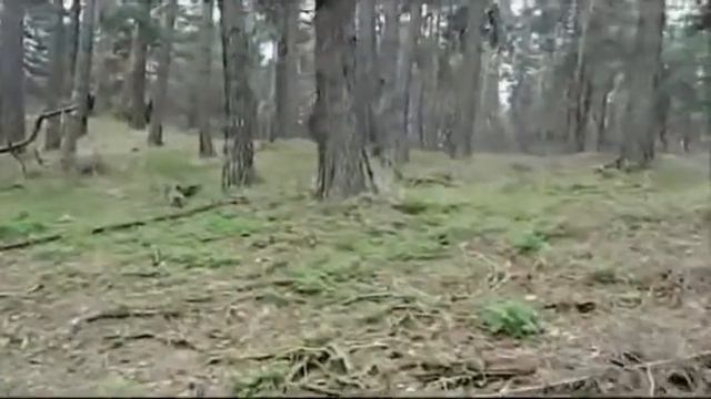 Дружина игра Зарница смотреть онлайн
