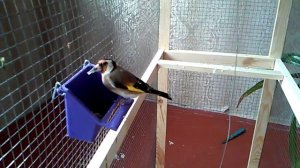 Щеглы в домашних условиях