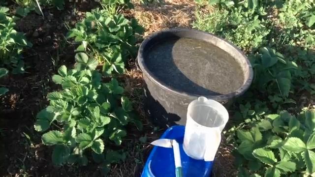 Клубника летом. Борьба за урожай продолжается.mp4 смотреть онлайн