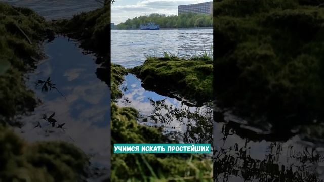 Учимся искать простейшие организмы смотреть онлайн