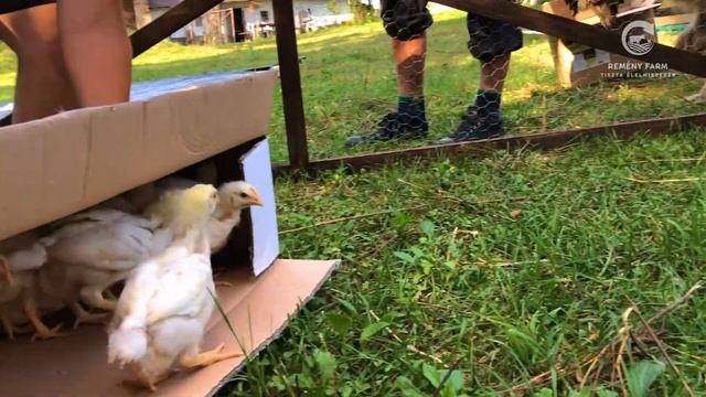 4200 Csirke évente Szabadtartásban! ?