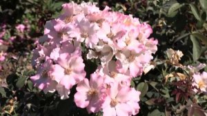 мускусные розы и розы остина. питомник роз полины козловой rozarium.biz. musk roses and Austin rose