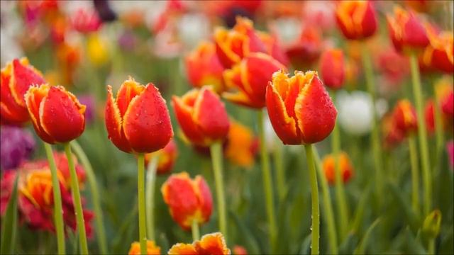 Andre Rieu Romance смотреть онлайн