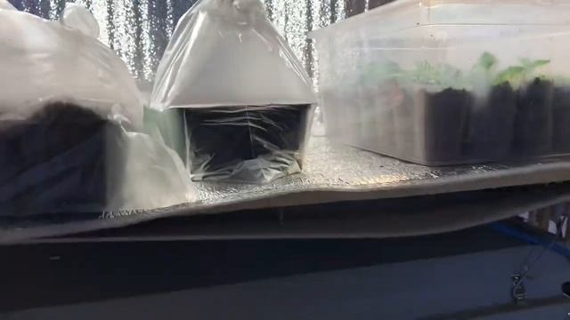 Досвечивание хризантем. Где я укореняю черенки ?Какие лампы использую? смотреть онлайн