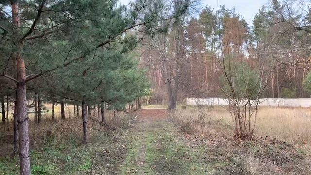 ВЛИЯНИЕ ПЧЕЛИНОЙ МАТКИ НА ЖИЗНЕДЕЯТЕЛЬНОСТЬ ПЧЕЛОСЕМЬИ.