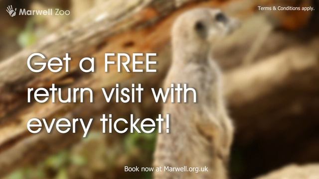 This summer, get a free return visit with your ticket to Marwell Zoo! 🐾🐧🐯🦒 смотреть онлайн