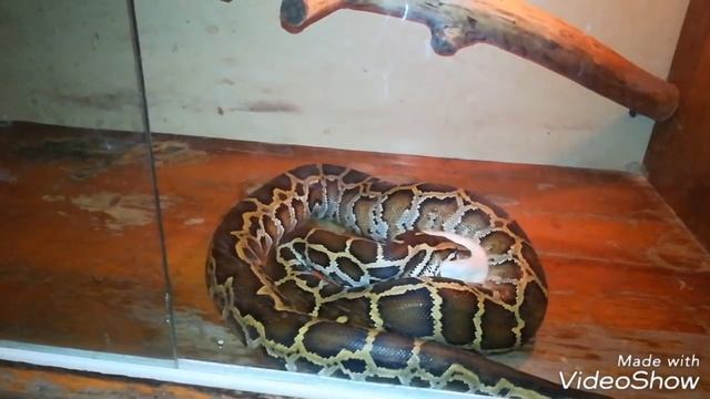 ТИГРОВЫЙ ПИТОН ПИТАЕТСЯ. подборка смотреть онлайн