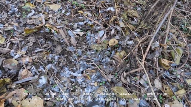 По пътеки на диви прасета On The Paths Of The Wild Boars #animals #животни #trailcam #фотоловушка