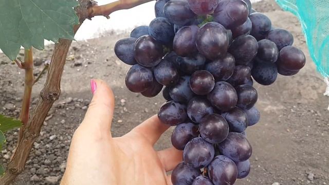 Виноград Посланник . смотреть онлайн