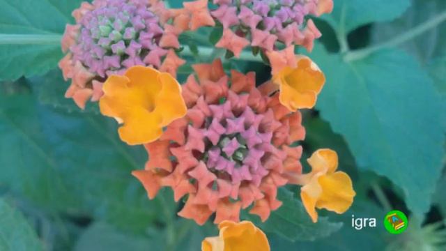 цветы flowers цвет colour букет bouquet знак sign смотреть онлайн