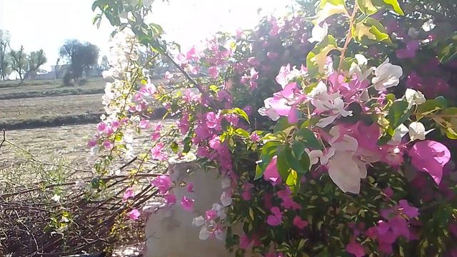 Double shape bougainvillea in my house garden. смотреть онлайн