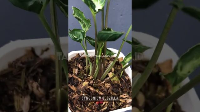 Syngonium Godzilla | tanaman hias смотреть онлайн