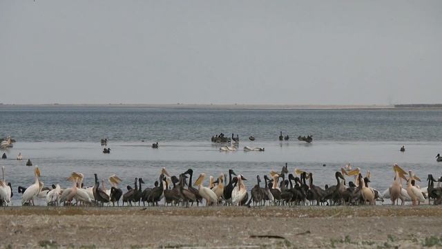 Знакомим с птицей. Розовые пеликаны на Маныче смотреть онлайн