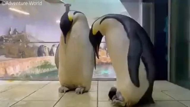 В #Японии совсем недавно родился птенчик императорского пингвина. смотреть онлайн