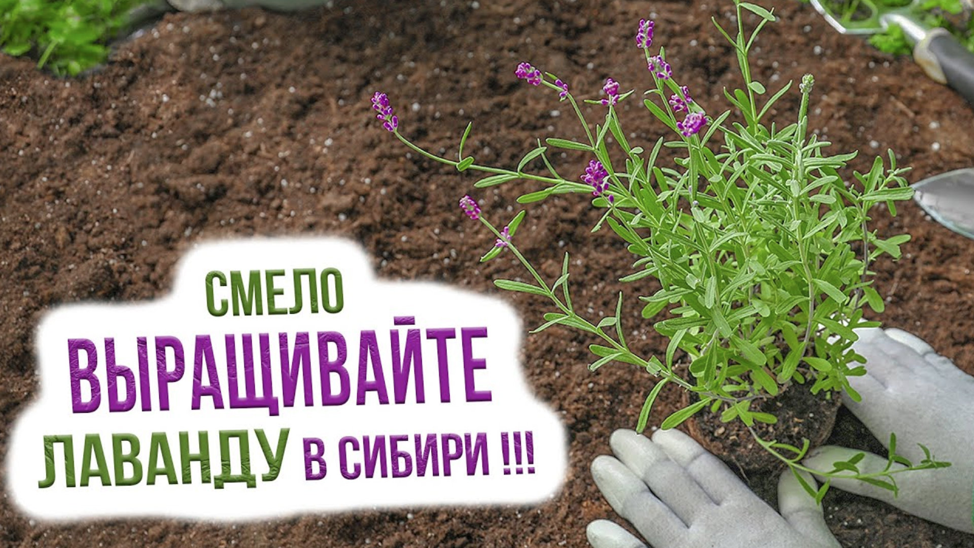 Как вырастить лаванду в Сибири? Сорта лаванды для выращивания в Сибири смотреть онлайн