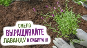 Как вырастить лаванду в Сибири? Сорта лаванды для выращивания в Сибири