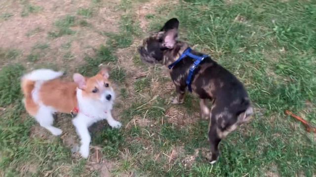 DIY. ДРТ Мирта, Чивас. Следопыты. Jack Russell puppy смотреть онлайн