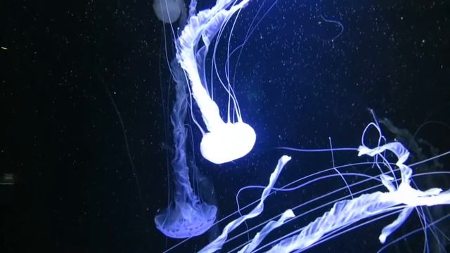 Beautiful relaxing music - peaceful music for piano and guitar смотреть онлайн