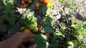 Томаты Пинокио и Микрон-HK.