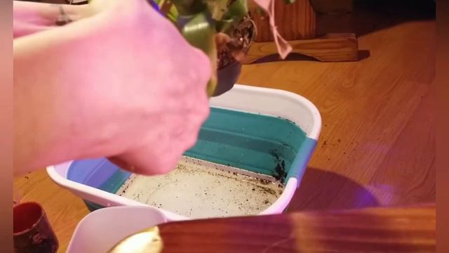 04/16/22 Tillandsia - Bromiliad Family Care & different watering needs of various varieties. смотреть онлайн