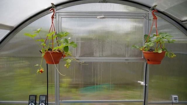 Теплица Тюльпан-Антишторм на даче. Часть 4 смотреть онлайн